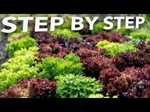 Complete Guide to Summer Lettuce