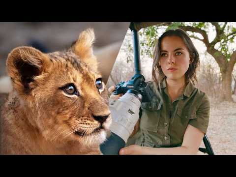 Dream Safari - Adorable BABY LIONS | Play-fighting & Drink Milk from Mom!