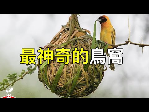 動物建的最神奇的房子!!最神奇的15個動物巢穴 !【出類拔萃】