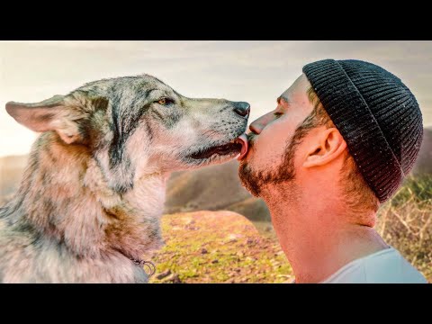 Reuniting With The Wolves