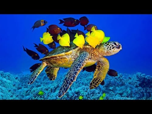 Beautiful Relaxing Music - Stop Overthinking, Stress Relief Music, Sleep Music, Calming Music #69