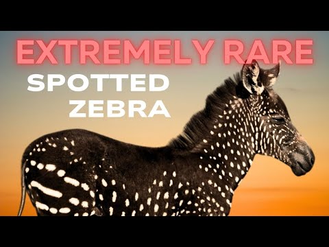 RARE Colour Morphs in Nature - Part 1