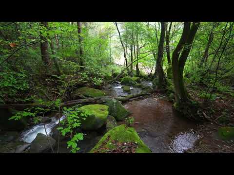 Majestic Forest Sounds, Peaceful Stream, Pleasant Birds Chirping