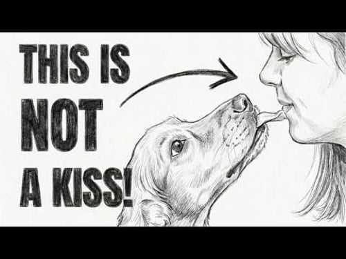Dog Psychology | When Dogs LICK YOU, This Is What It REALLY Means (It's NOT Cute!)