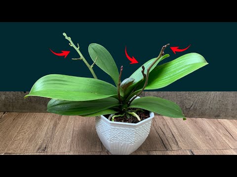 5 Simple Steps to Help Orchids Bloom Again After Many Years