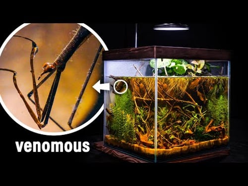 I Made a Nano Wetland Pond for Water Mantis