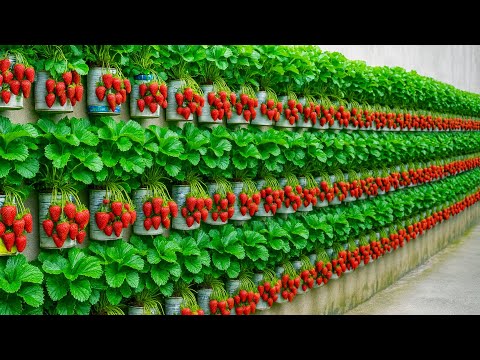 Great Strawberry Growing Tips You Should Try