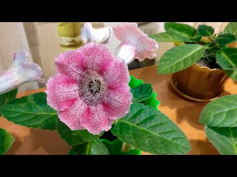 GLOXINIA FROM SEEDS! GROWING SECRETS!!!