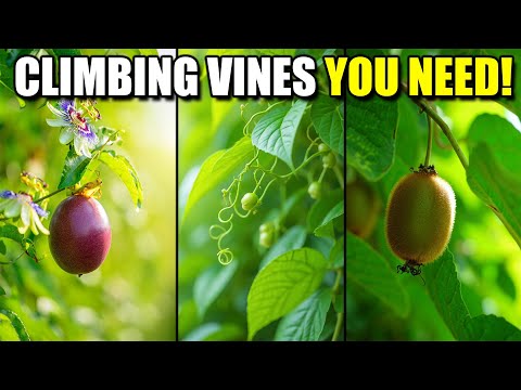 Top 10 Perennial Edible Climbing Vines for Small Vertical Gardens