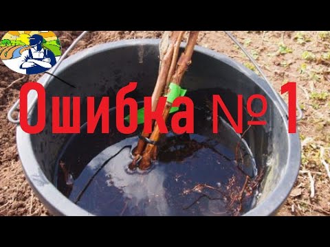 Вы делаете ошибку, когда замачиваете саженцы.