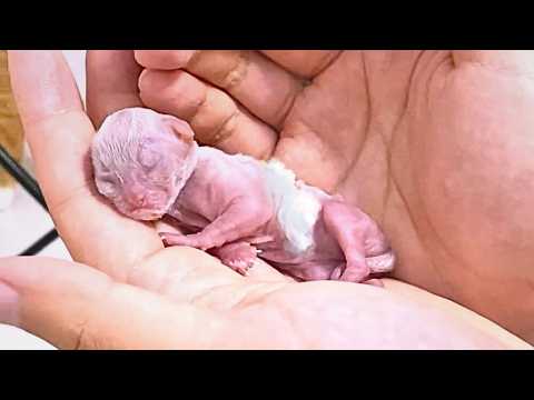 A barely breathing newborn premature kitten miraculously grew up under a man's loving care.