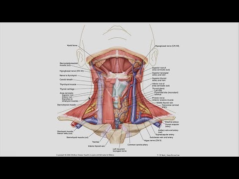 Why Is There a Lump in My Neck and Do I Need to Worry?