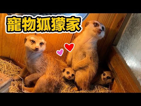 狐獴baby 兔豚baby 各種你沒看過的超可愛動物家庭~最專業優質的繁殖場!