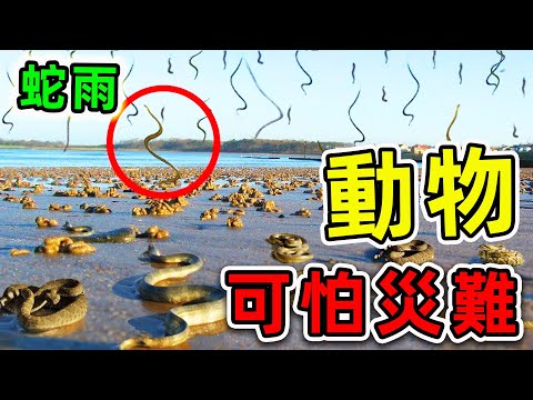 10種最可怕的動物災難!蛇雨竟然真實存在,第一名看見趕緊跑,否則後果自負。|#世界之最top #世界之最 #出類拔萃 #腦洞大開 #top10 #最可怕灾难