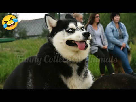 Funniest Dogs & Cats Compilation 2025🐈🐕You’ll Laugh Nonstop! 😂