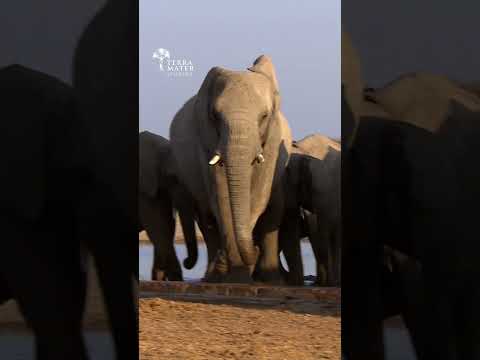 Who Helps a Baby Elephant that's Fallen Over??