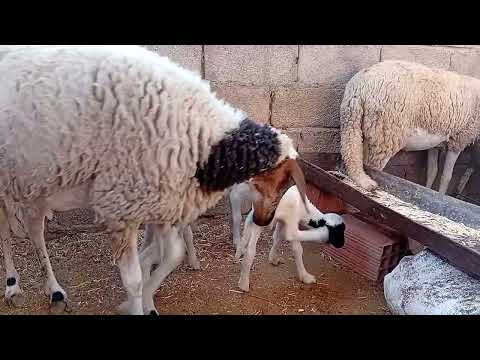 الحمدلله رزقنا ب 4 مواليد من الغنم نتاج الخلط بين سلالة الصردي والدمان