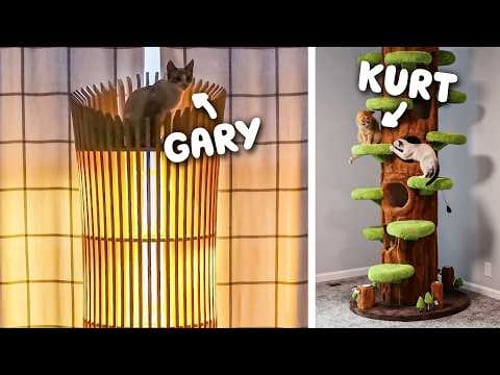 I Got Crazy Cat Trees to Get My Cats Reactions