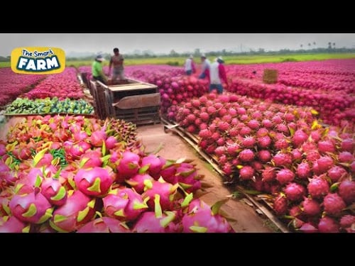 INCREDIBLE Dragon Fruit Harvesting And Production | Cultivation and Pitaya Juice Process in Factory