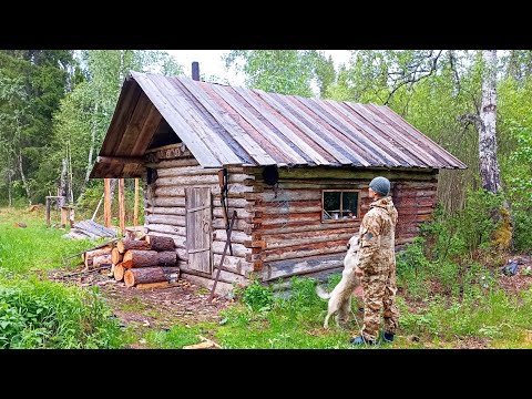 МЕДВЕДЬ ЗАЛЕЗАЛ В ИЗБУ ЧЕРЕЗ ОКНО / ПОВСЮДУ СЛЕДЫ КОСОЛАПОГО / ИДУ С СОБАКОЙ ПРОВЕРИТЬ ИЗБУШКУ.