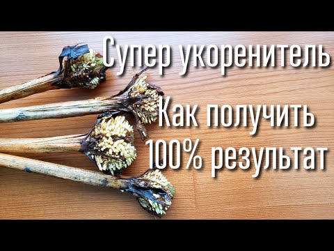 КАК ПРОРАСТИТЬ ЧЕРЕНКИ И ПОЛУЧИТЬ 100% РЕЗУЛЬТАТ. ЛУЧШИЙ КОРНЕОБРАЗОВАТЕЛЬ. ЛЕГКО И ПРОСТО