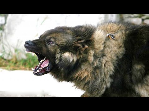КАВКАЗСКАЯ ОВЧАРКА В ДЕЛЕ! Огромный, лохматый и абсолютно бесстрашный ВОЛКОДАВ!