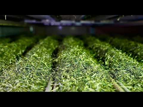 驚きの日本茶製造プロセス!茶葉がカップに届くまでの秘密とは?