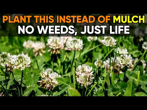5 Incredible Seeds That Replace Mulch Forever — Grow a Self-Mulching Garden Naturally!