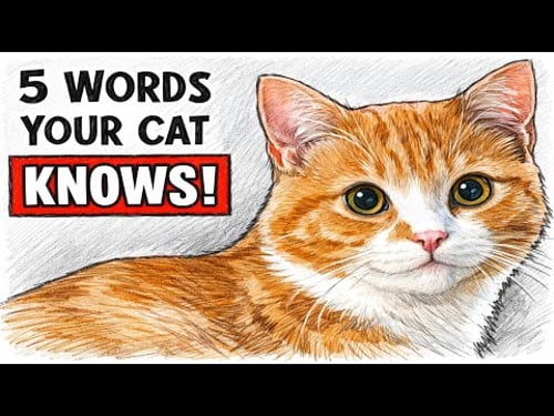 Your Cat Understands More Than You Think | These 5 Words Prove It