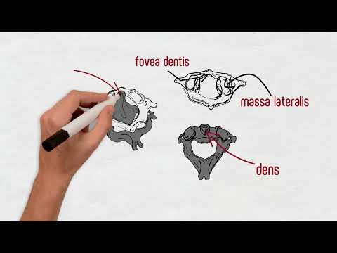 Spinal column and vertebrae