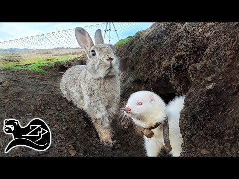 Unbothered Rabbits Underground - Ferreting in the Scottish Highlands 6