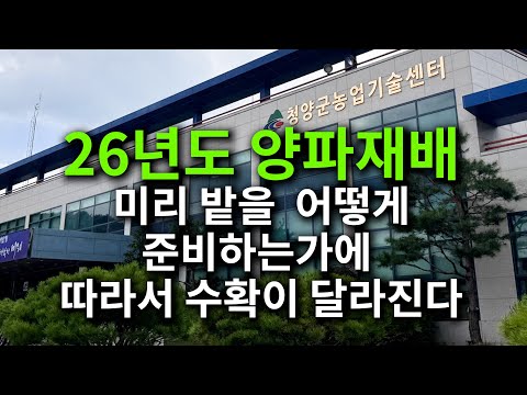 The harvest in 26 years depends on how the field is prepared in advance for onion cultivation.