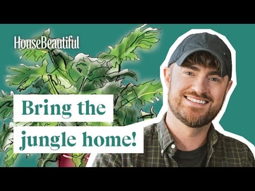 How To Care For Philodendron Bipinnatifidum | House Beautiful