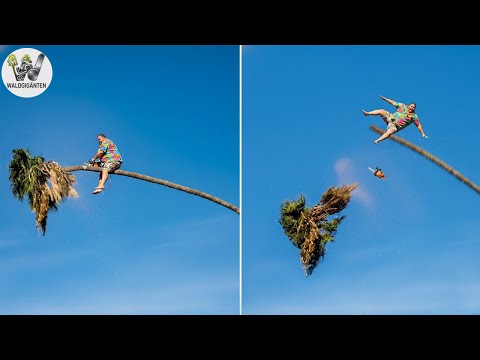 Idiots with chainsaws: Failed tree felling | Extremely dangerous timber transport fails