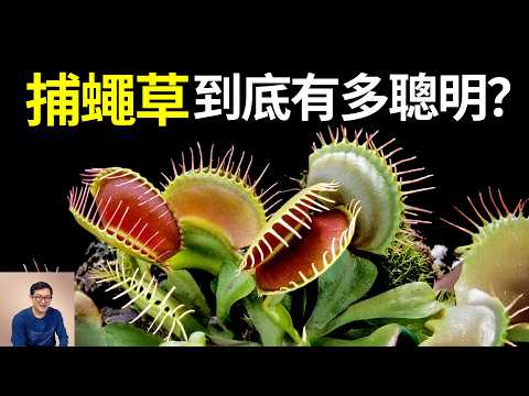 捕蠅草到底有多聰明?竟然還有記憶能力!難怪達爾文說它是世界上最神奇的植物,演化過程絕對超乎想象……【老肉雜談】#生物 #捕蟲草 #植物 #冷知識 #捕蠅草