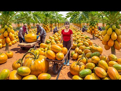 TIMELAPSE – Unbelievable! Growing Papayas in the Desert – The Results Shocked Millions of People