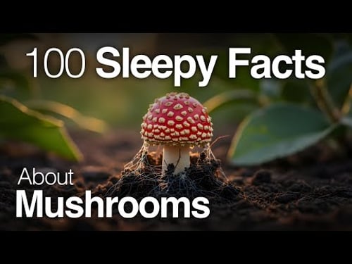 The Most Relaxing Facts About Mushrooms to Fall Asleep To