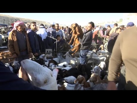 Livestock prices in West Bank rise, hindering purchases of sacrificial animals ahead of Eid al-Adha