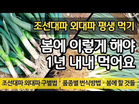 조선대파 외대파 평생먹기 - 봄에 이렇게 하면 가능해요