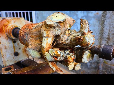 A tree stump = I should have predicted this.