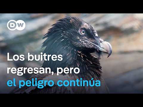 El difícil retorno de los buitres en Europa | DW Documental