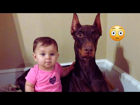Funny Dog Videos That Will Make You Laugh Out Loud 🐶 New Funny Dogs 2024&2025 | PART 21