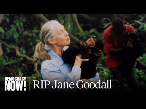 Primatologist & Conservationist Jane Goodall Dies at 91