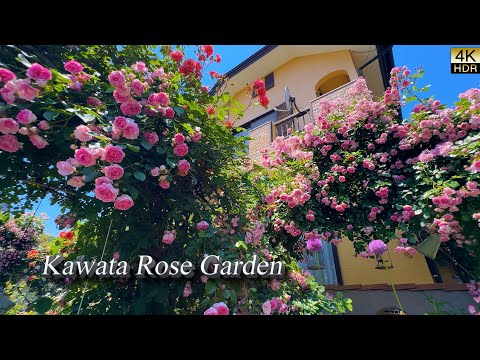【4K HDR ROSE】Designing with Roses at Home – Inspired by a Master Gardener. Kawata Rose Garden.