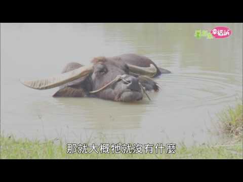 毛起來幸福站《阿公的牛夥伴》