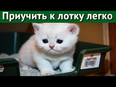 Как приучить котенка к туалету - лотку.
