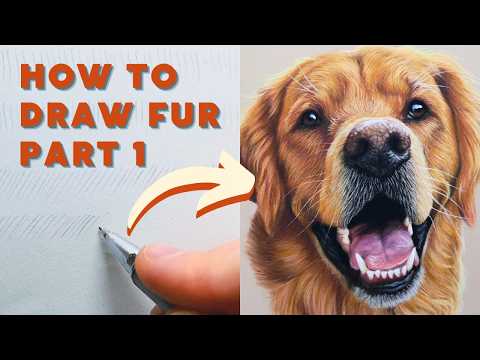 How To Draw Fur - A Complete Beginners Guide Part 1