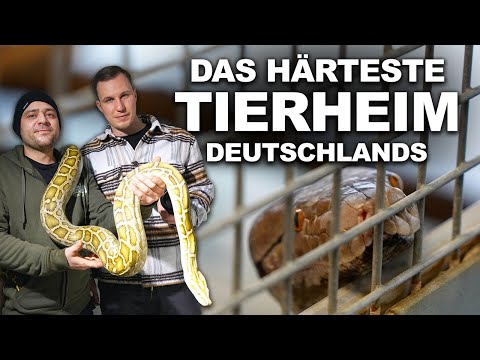 Wie kommen GIFTSCHLANGEN, KROKODILE & SCHILDKRÖTEN in diese Auffangstation?