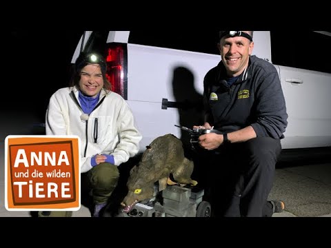 Wann stinkt's dem Stinktier? | Reportage für Kinder | Anna und die wilden Tiere