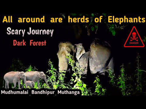 இரவில் மூன்று மாநிலங்களின் தேசிய நெடுஞ்சாலையில் ஒரு திகில் பயணம் Mudhumalai Bandhipur Muthanga Road